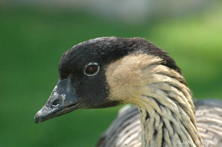 Nene, Hawaiian Goose
