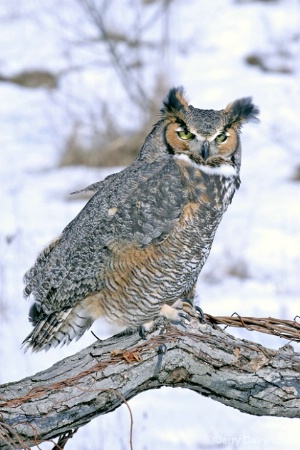 Great Horned Owl - winter