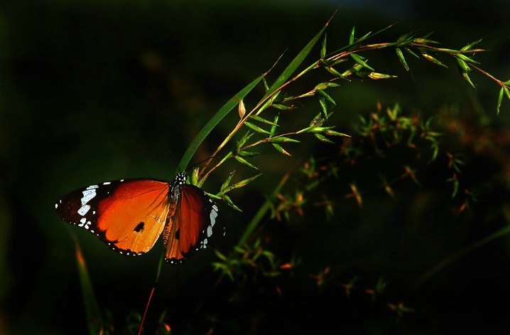 Butterfly - ID: 5834083 © VISHVAJIT JUIKAR