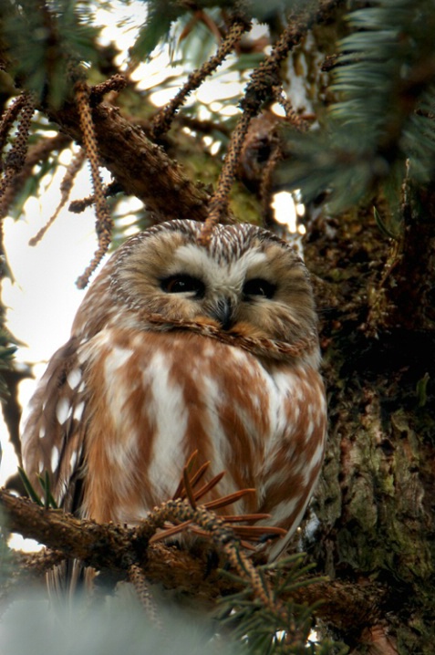 Saw Whet Owl - ID: 5835087 © Karen L. Messick