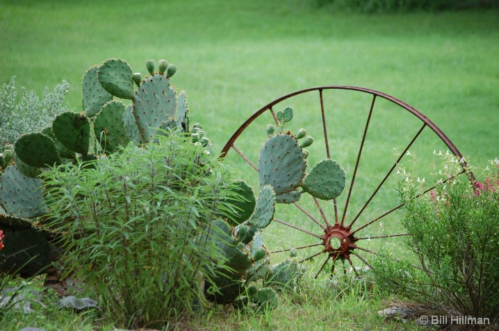 Cactus Wheel