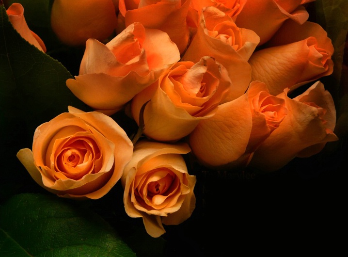 Peachy Roses