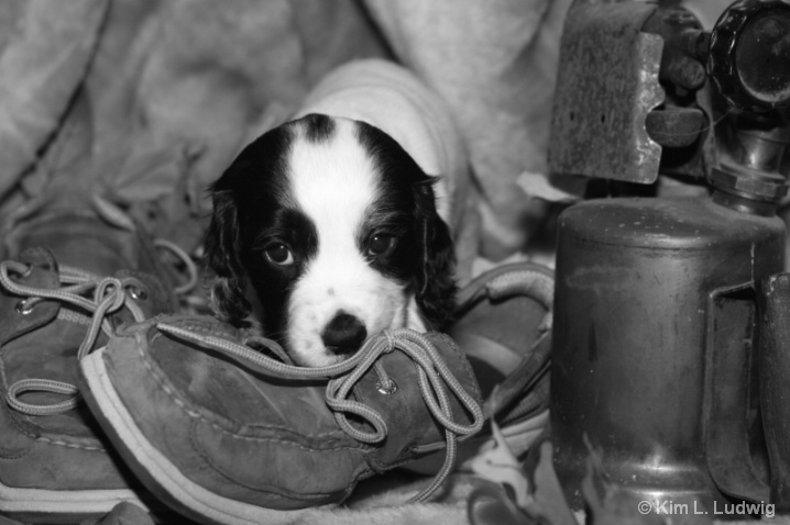 Shoe Puppy - ID: 5839238 © Kim L. Ludwig