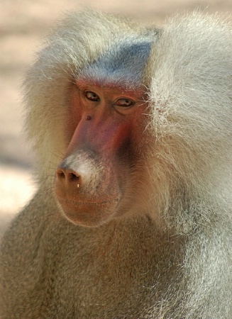 Different View of Beautiful Baboon