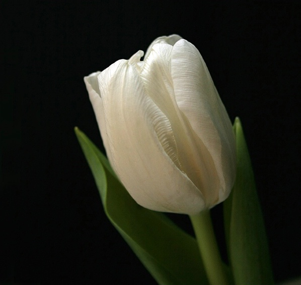 Tulip Engaging The Light