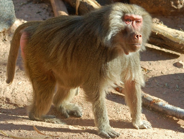 Baboon on all Fours