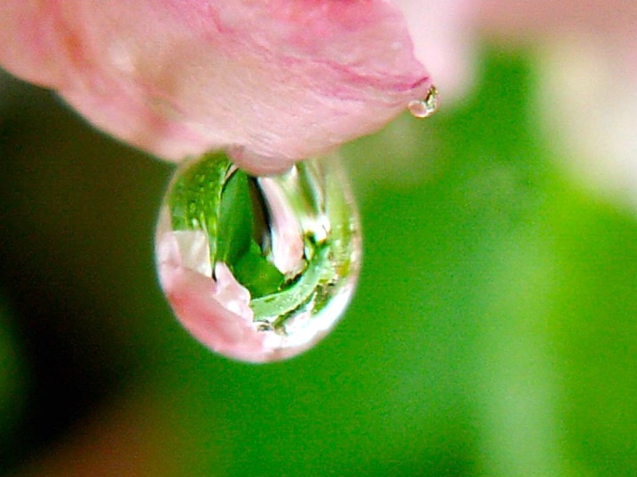 Rose in A Rain Drop