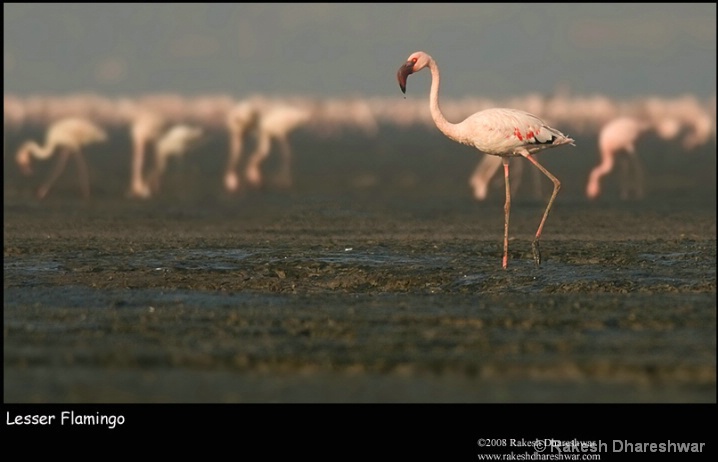 Lesser Flamingo habitat .