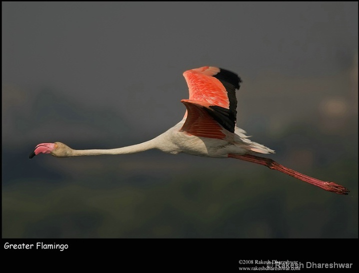 Greater Flamingo Flight