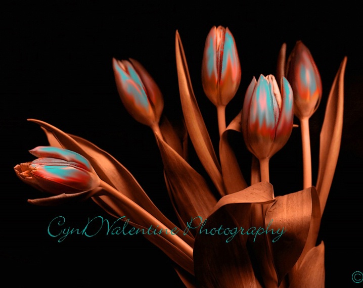 Tucson Tulips