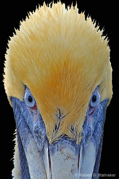 Portrait of Pelecanus Occidentalis