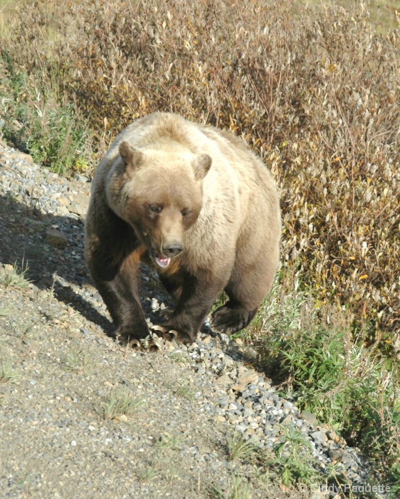Madame Grizzly