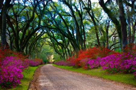 Azalea Lane