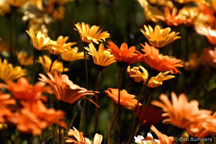 Wildflowers, Napa, CA 2008 - ID: 5861753 © Donald J. Comfort