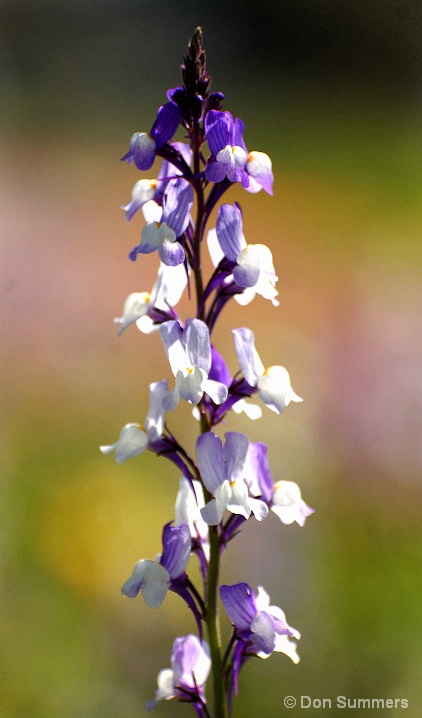 Lupine, Napa, CA 2008 - ID: 5861867 © Donald J. Comfort