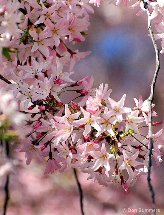 Japanese Cherry Blossoms, Napa Valley, CA 2008 - ID: 5861920 © Donald J. Comfort