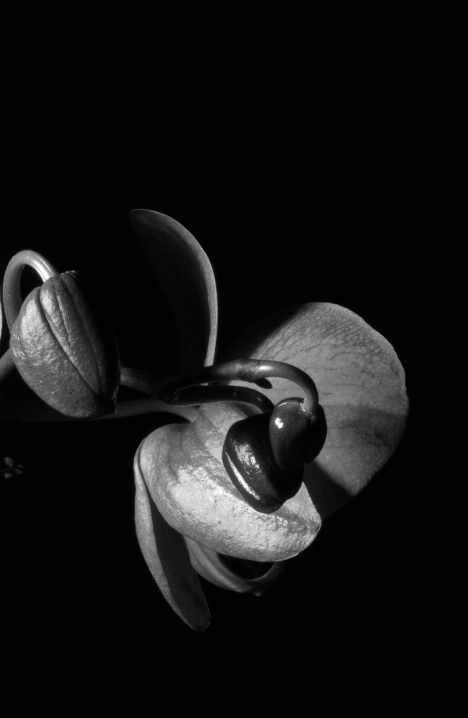 Orchids In Black and White