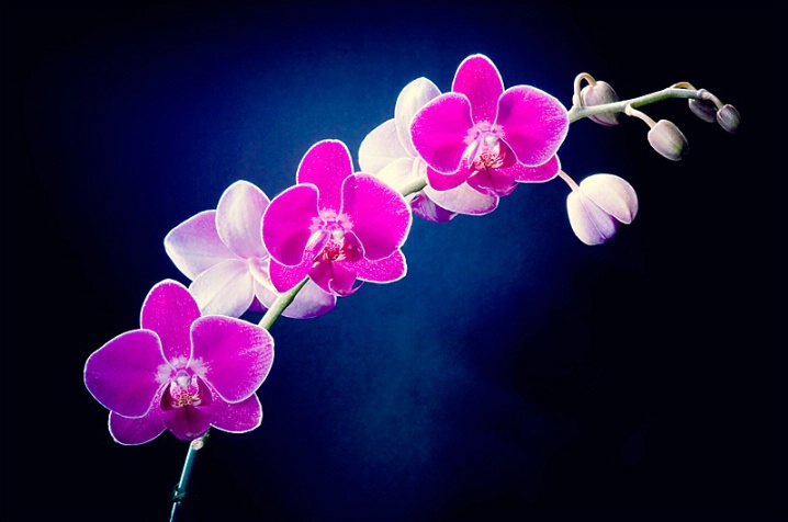 Painting with Light: Orchid 