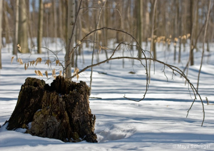 tree stump in Sheppard's Bush Aurora