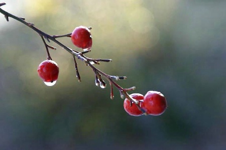 Dripping berries