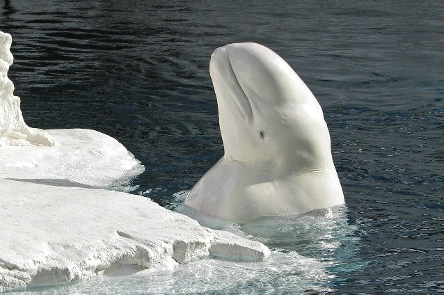 Beluga White Whale