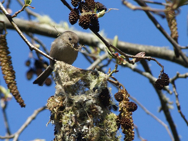 Nesting Season