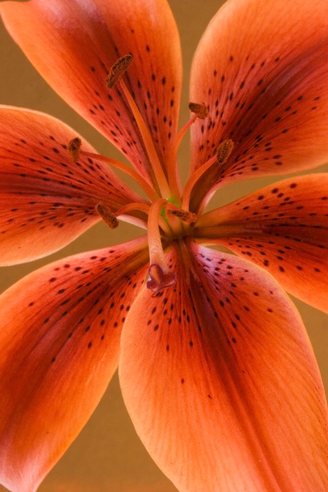 Macro Tiger Lily - ID: 5869971 © Patricia A. Casey