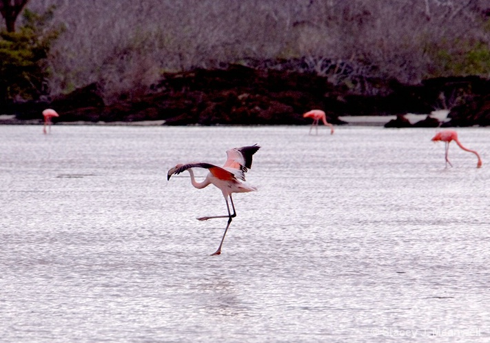 Flamingo touch down - ID: 5870218 © Stacey J. Meanwell