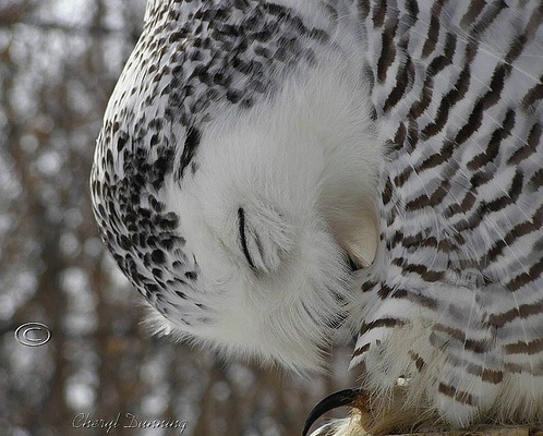 preening owl