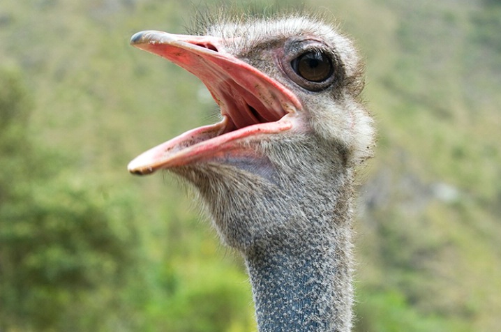 Outspoken Ostrich - ID: 5872568 © Averie C. Giles