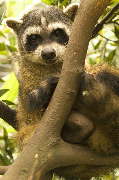 South American Racoon - ID: 5872713 © Averie C. Giles