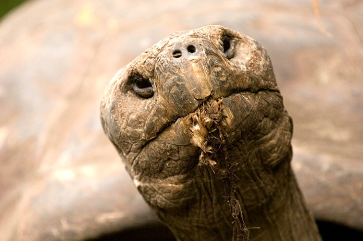 Galapagos Turtle - ID: 5872768 © Averie C. Giles