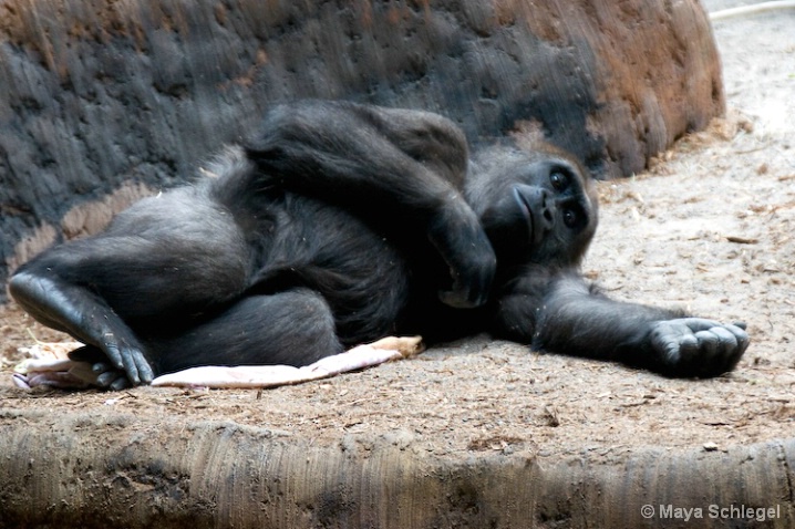 Gorilla @ Toronto Zoo
