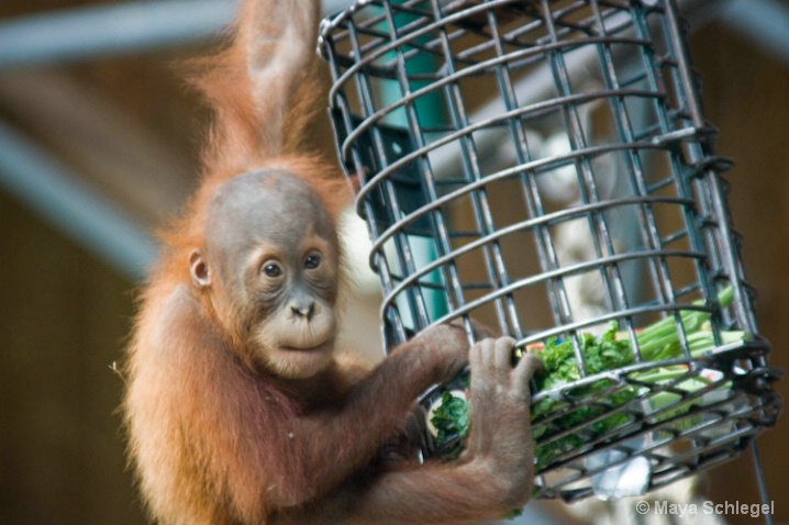 Orangutan baby @ Toronto Zoo