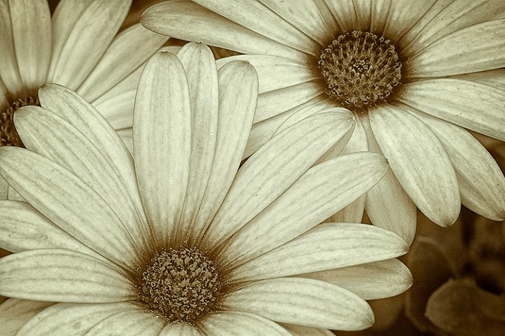 Flowers in Brown