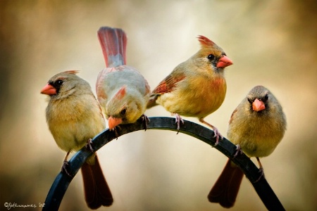 Cardinal Sisterhood