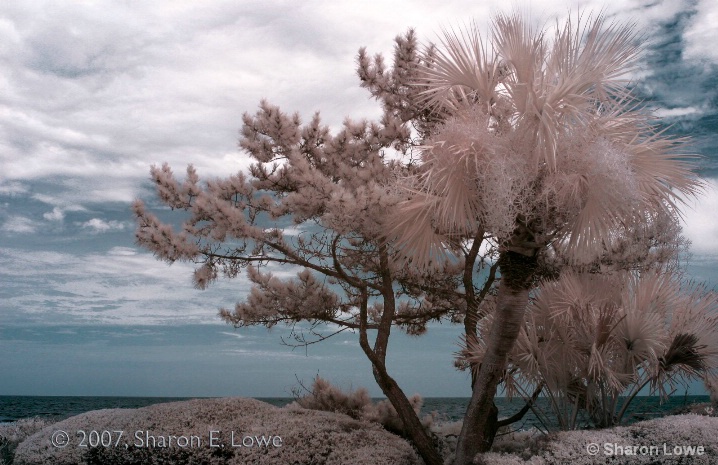 Hilton Head Island Trees - ID: 5876632 © Sharon E. Lowe