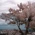 © Sharon E. Lowe PhotoID # 5876632: Hilton Head Island Trees