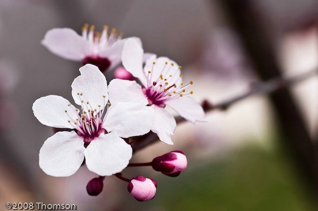 Arlington:  Early Cherry Blossoms