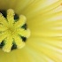 © Pat Powers PhotoID # 5879094: Icelandic Poppy