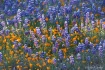 Lupine and Poppie...