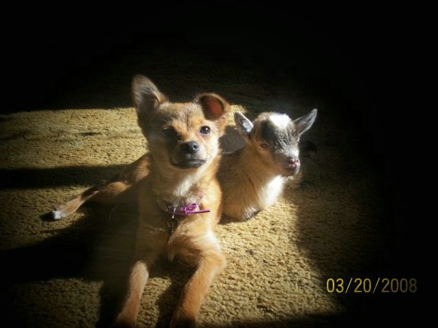 Pip and Layla
