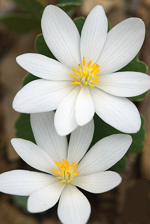 Bloodroot - ID: 5883897 © Donald R. Curry