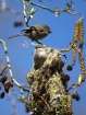 Sharing The Nestw...