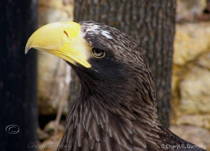 eagle