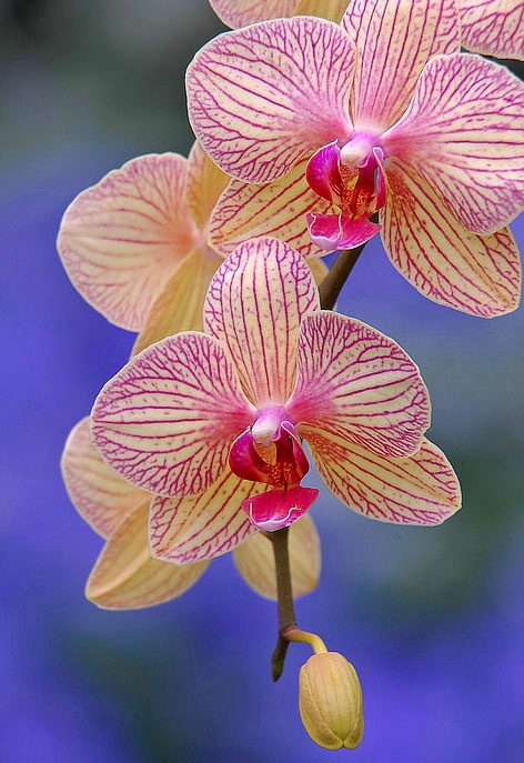 Orchid Time - ID: 5885845 © Jack Kramer