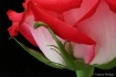 With Love