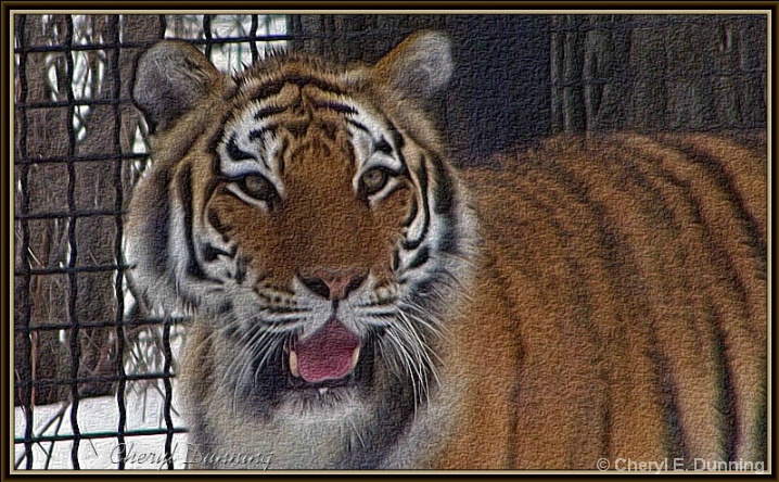 tiger smile