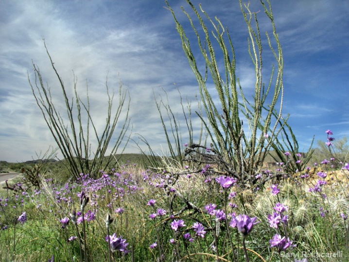 Purple Flowers and Ocotillo Cactus - ID: 5886114 © Daryl R. Lucarelli