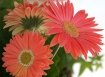 Pretty in Pink